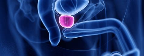 Prostata .